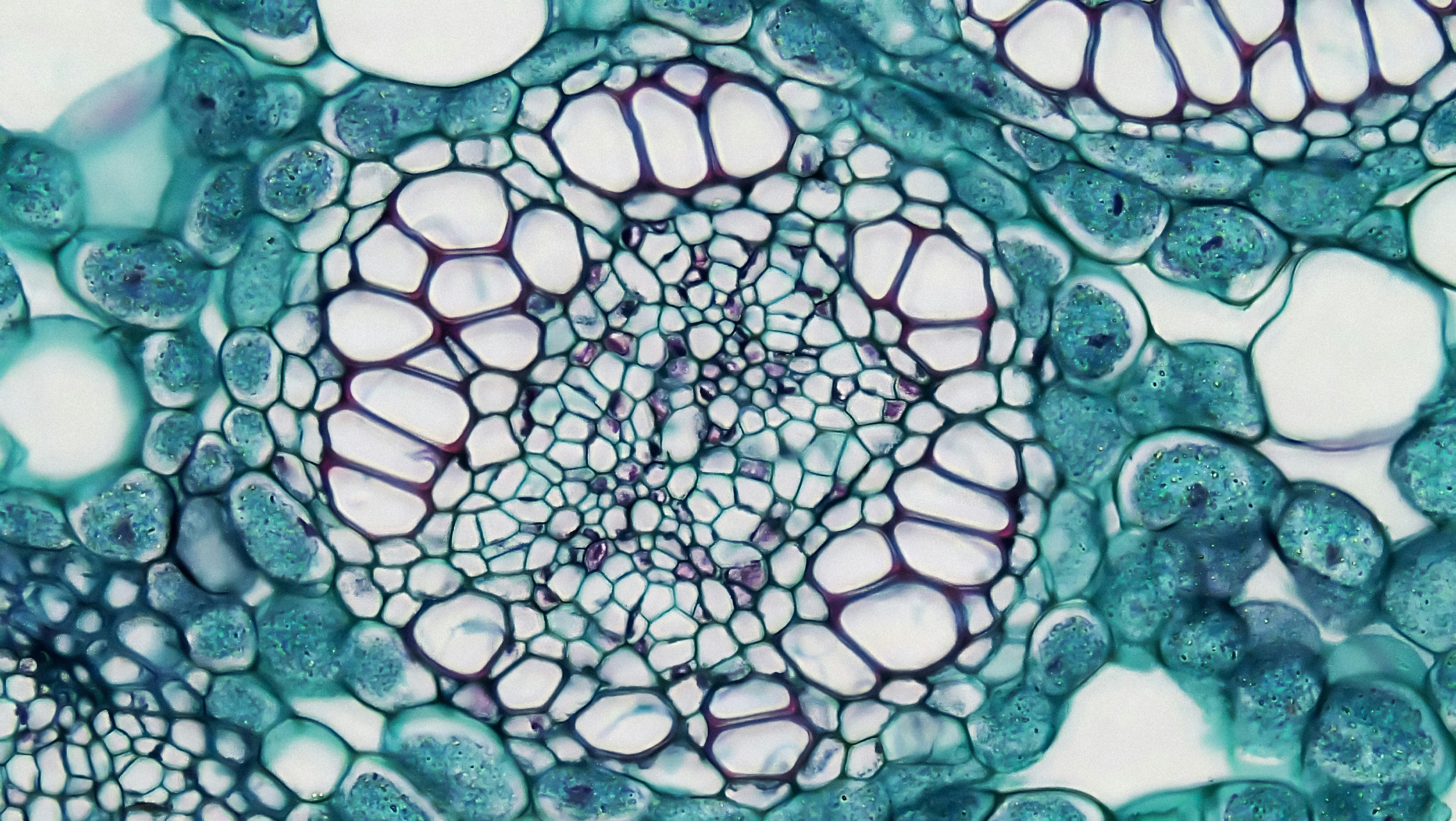 Corte de tejido celular visto al microscopio