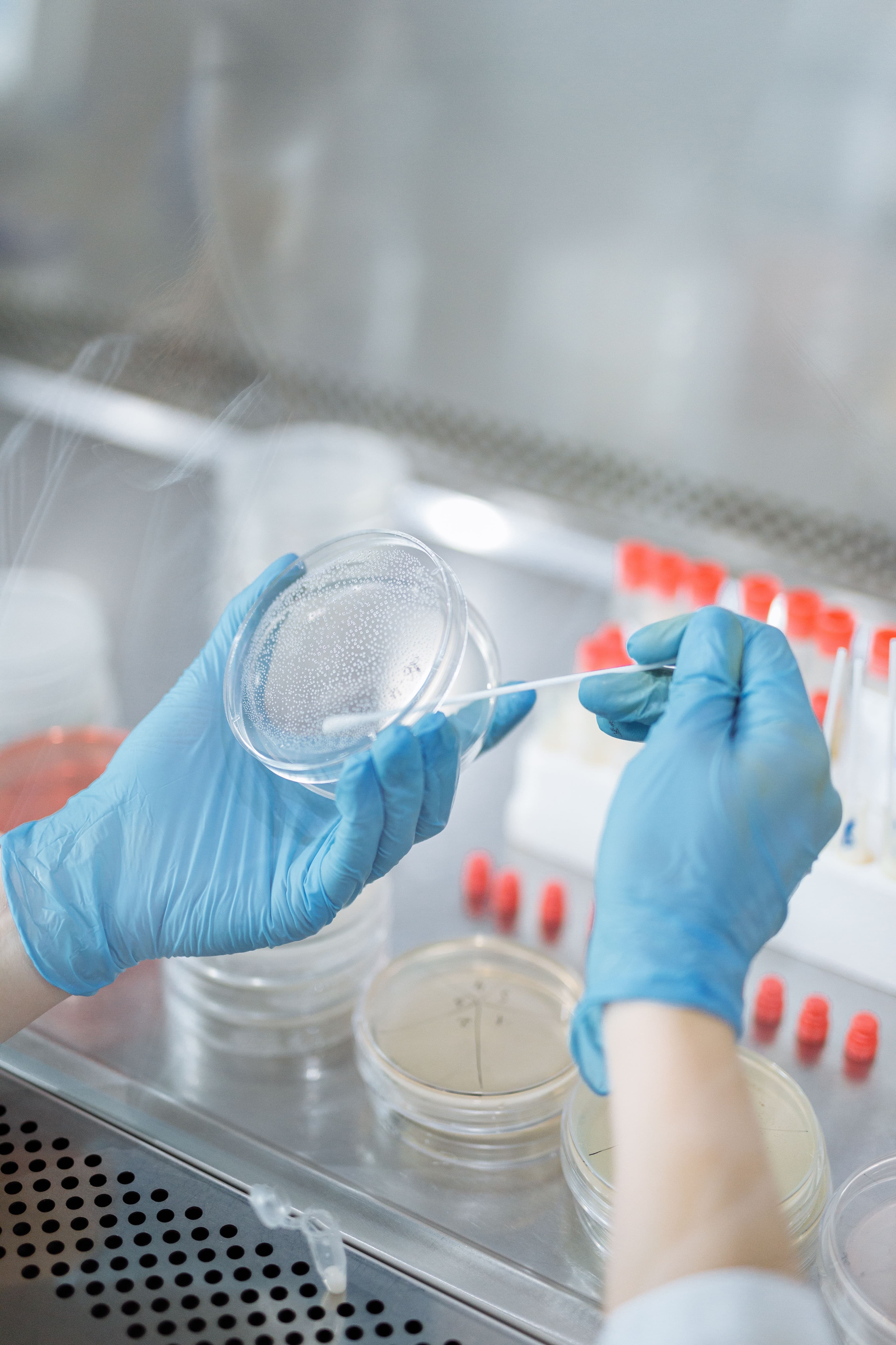 Profesional de laboratorio manipulando muestras en placa de Petri
